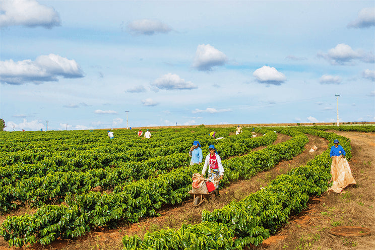 ライフスタイルマガジン「Cafend」で連載中のコーヒーコラム『Coffee Talk』のvolume.5が配信されました。