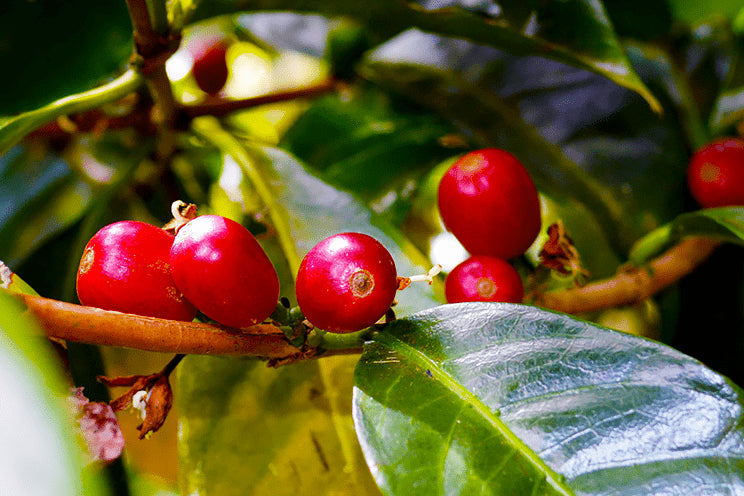 【青山店】コーヒーセミナーのご案内(10月)