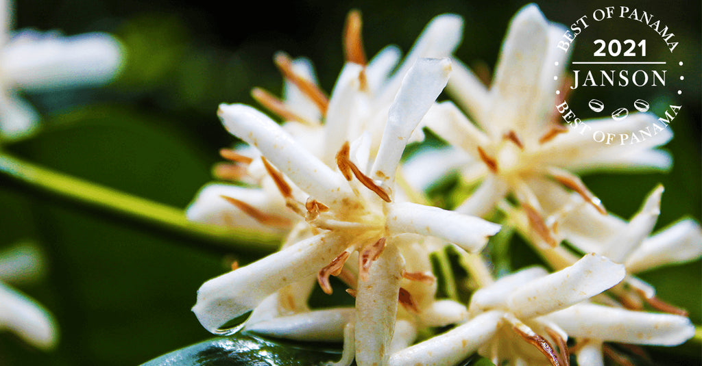 【新商品のお知らせ】ベスト オブ パナマ2021 ジャンソン農園 ゲイシャナチュラル部門#12