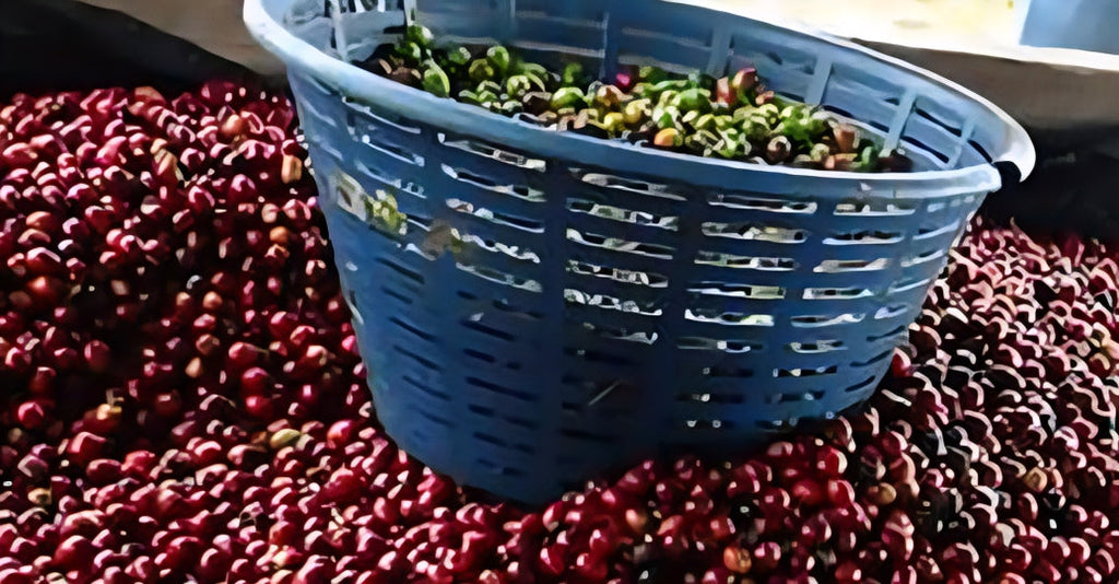 【新入荷のお知らせ】インドネシア&グアテマラから届いた2種のシングルオリジン