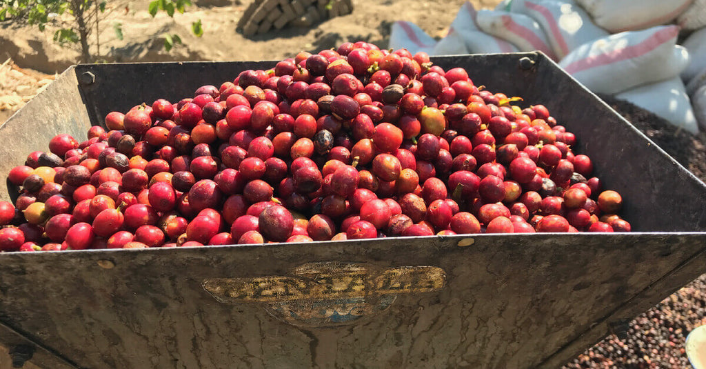 【新商品のお知らせ】エチオピアCOE & タンザニア 新入荷のご案内