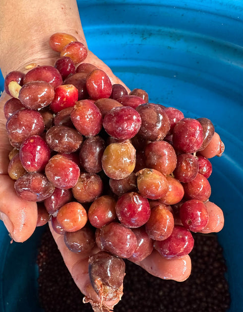 【SOLD OUT】コロンビア エルディビソ農園 オンブリゴン ナチュラル