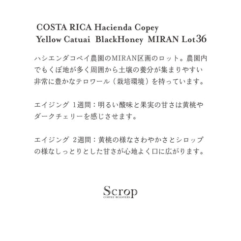 【バリスタセレクション】10月 コスタリカ テイスティングセット