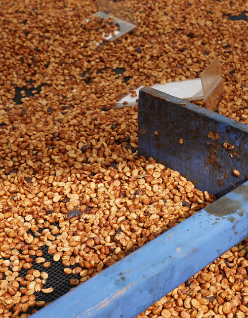 コスタリカ ハシエンダ コペイ農園 イエローカトゥアイ #33 アナエロビックハニー