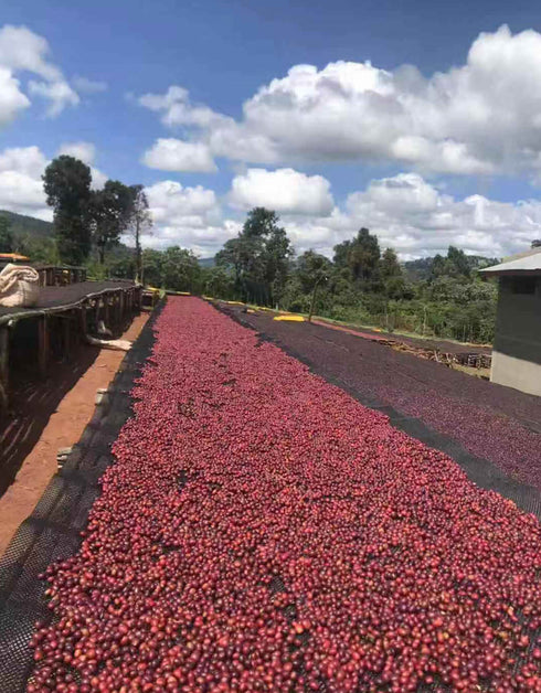 エチオピア シダモ シャキッソ ナチュラル