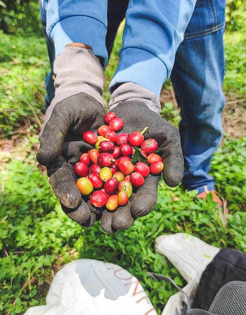 インドネシア アチェ ガヨマウンテン カーボニックマセレーション ナチュラル