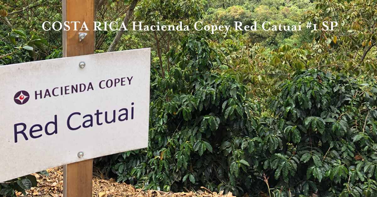 【新商品のお知らせ】コスタリカ ハシエンダ コペイ農園とインドネシアのデカフェ